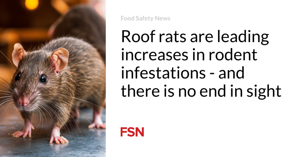 Roof rats are leading increases in rodent infestations - and there is no end in sight