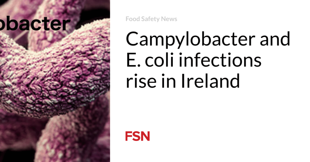 Campylobacter and E. coli infections rise in Ireland