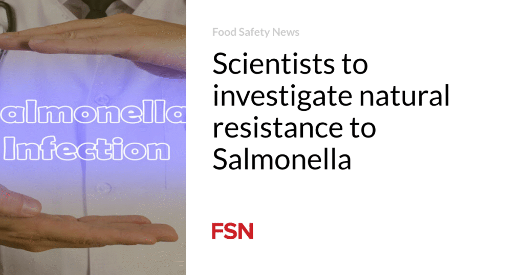 Scientists to investigate natural resistance to Salmonella