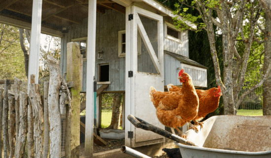 Washington resident dies from bird flu infection