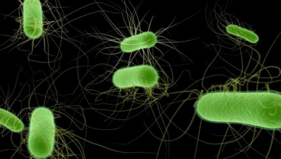 E. coli causes fatal outbreaks in France and Belgium