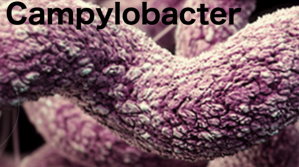 Two severe Campylobacter outbreaks linked to Danish chicken