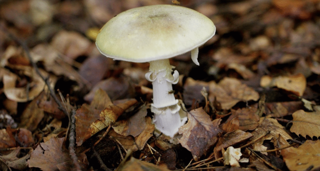 More than 20 poisonings, 1 death reported in California linked to wild mushrooms