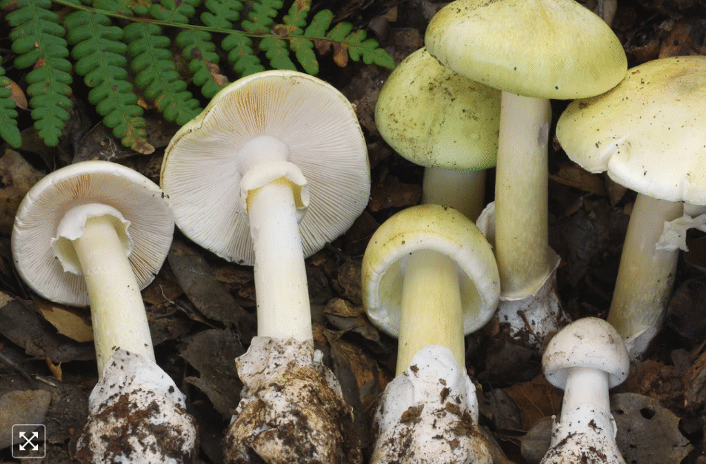 Dozens sick in outbreak of mushroom poisonings