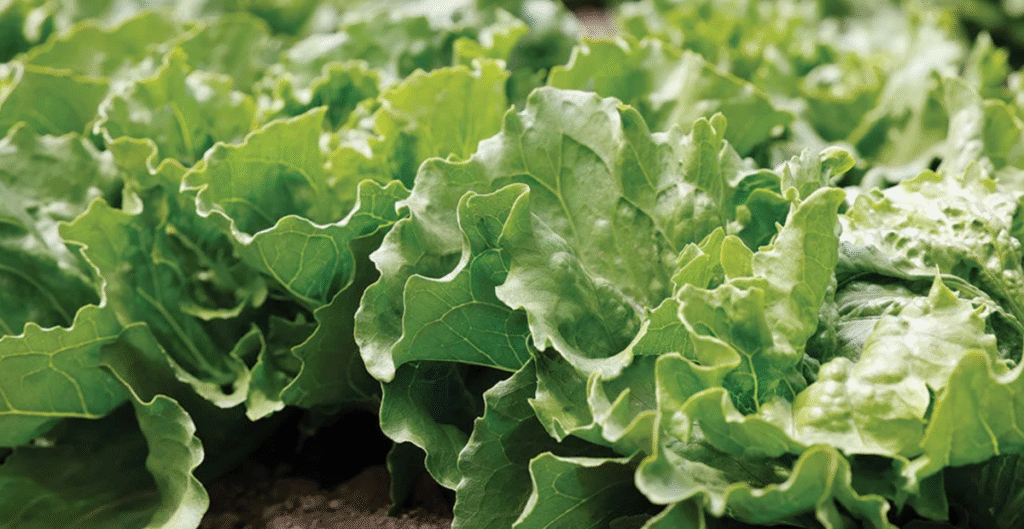 FDA must be more transparent about outbreak investigations