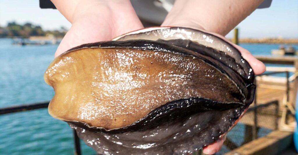 How One Farm Raises the Rarest, Most Expensive Mollusk in America