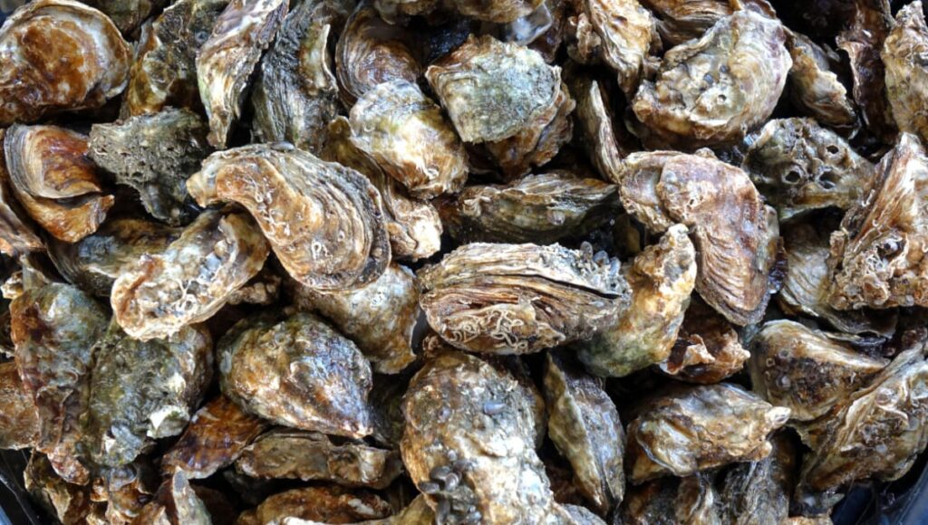 FDA issues warning about oysters, Manila clams because of norovirus