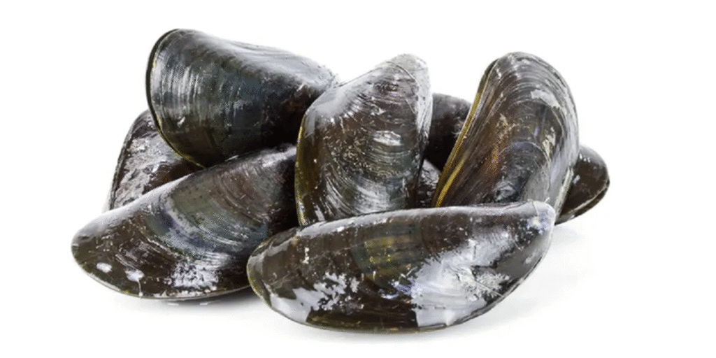 Italian Hepatitis A outbreak linked to shellfish