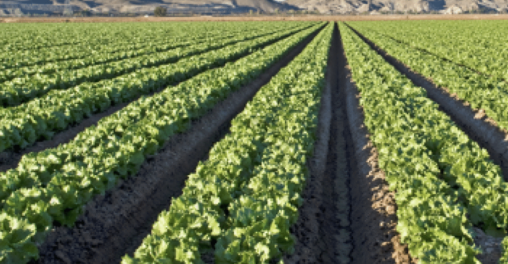 5-year study reveals aspects of food safety in California’s Salad Bowl