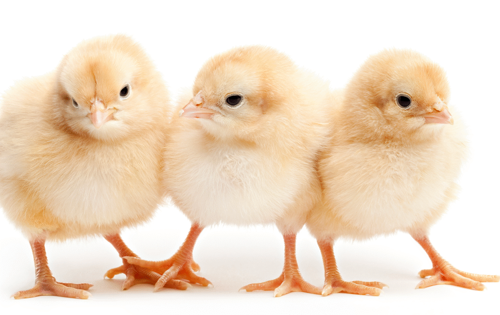 Live chicks and ducklings as Easter gifts pose Salmonella risk