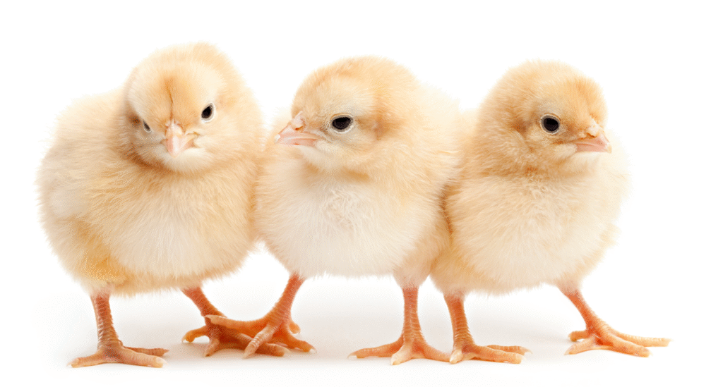Live chicks and ducklings as Easter gifts pose Salmonella risk