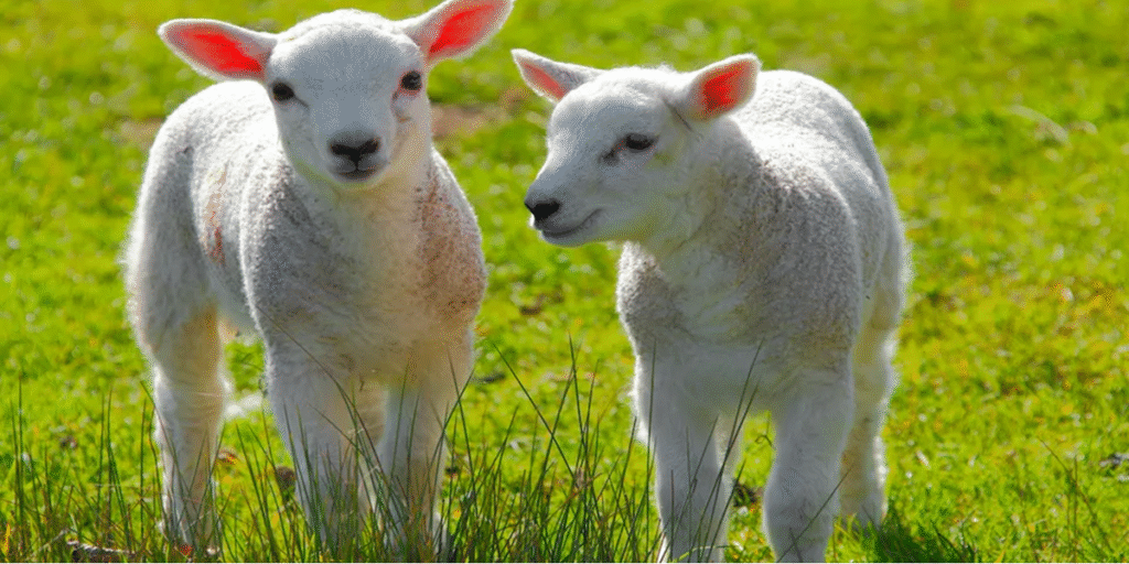 Petting farm safety warning issued ahead of Easter